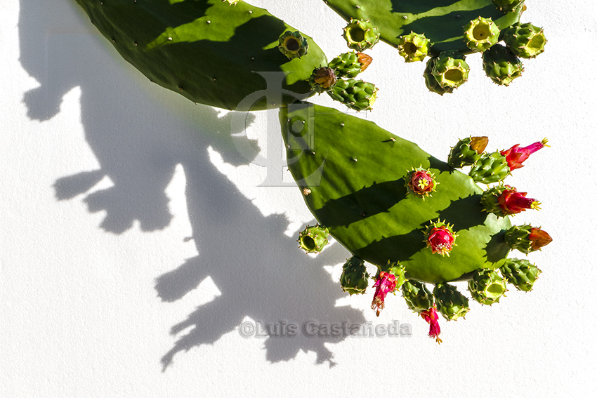 cactus-in-bloom