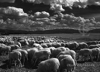 sheep-herd
