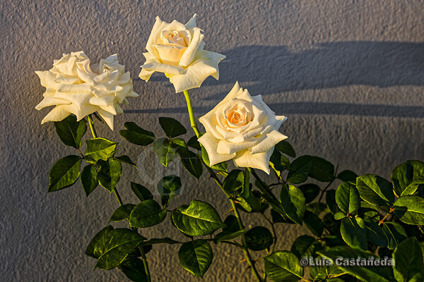 White Roses