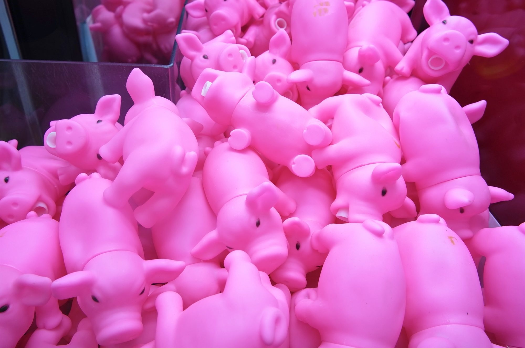 pink-pigs