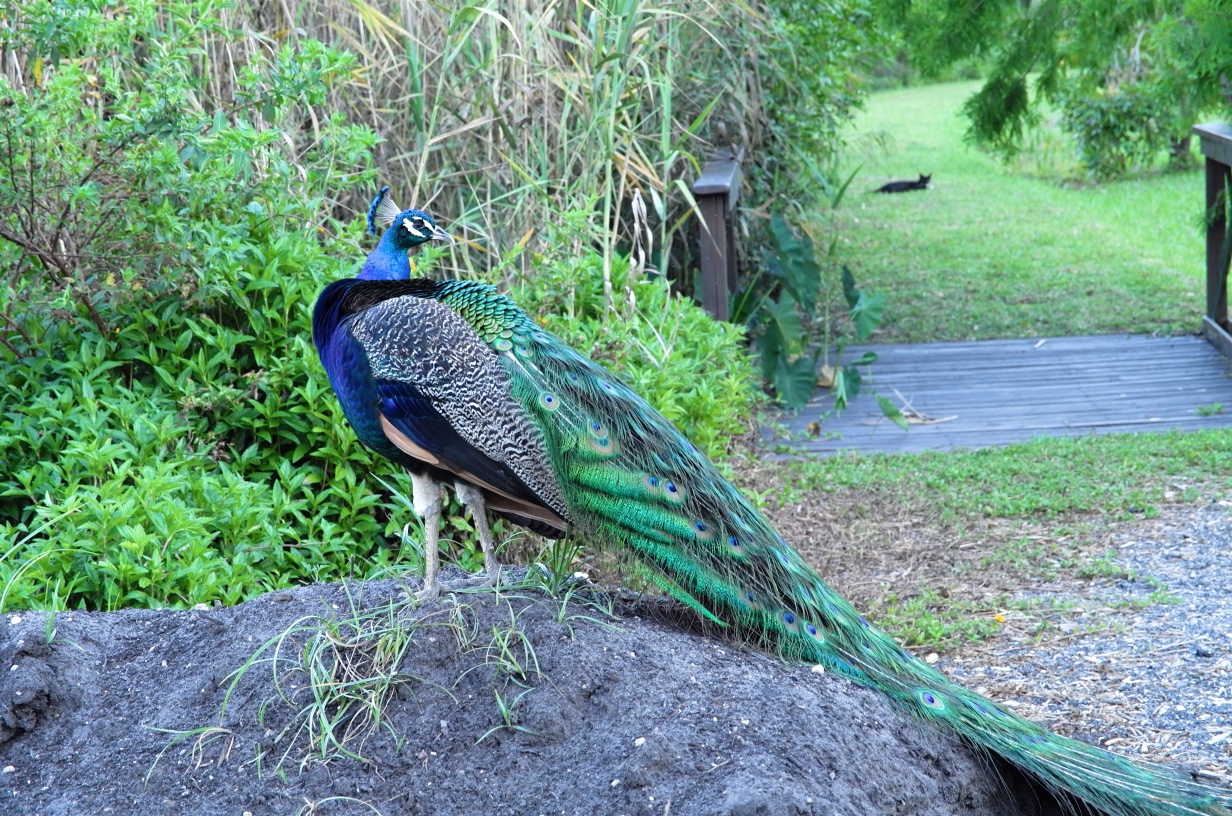 peacock-lunch