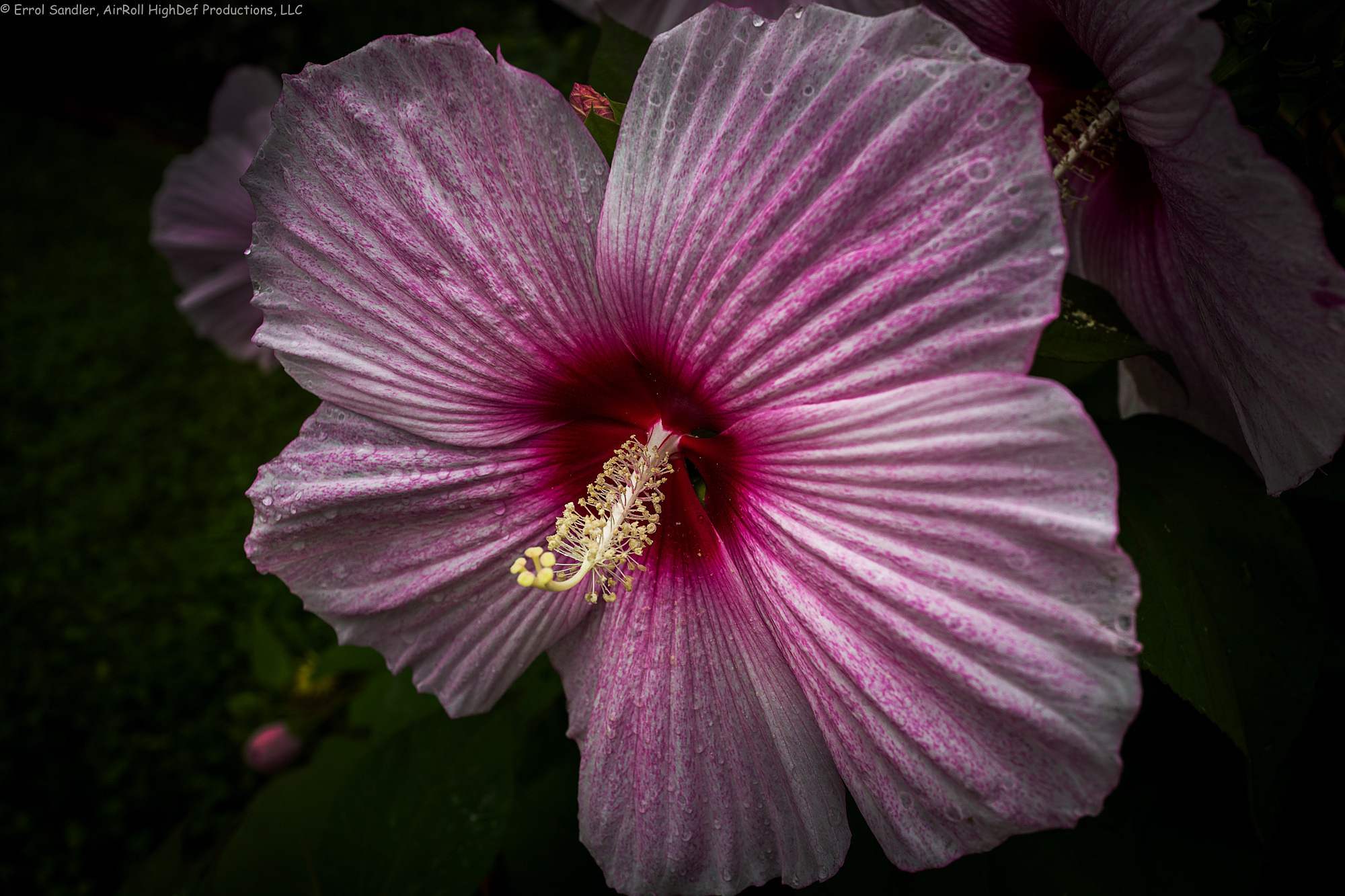 hibiscusithink_l1000449