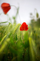 poppies