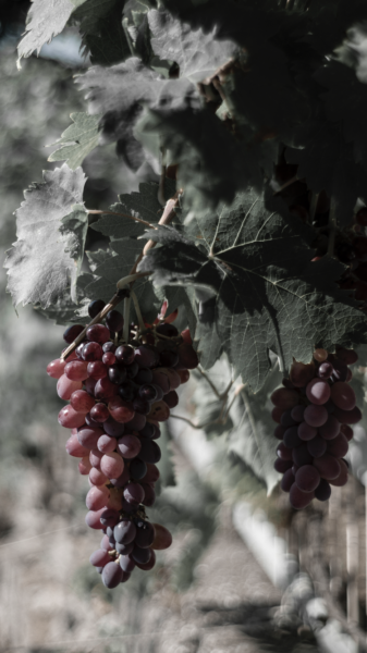 grapes