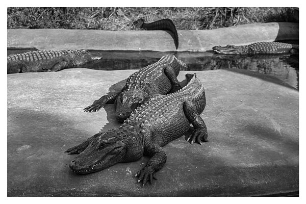 Alligator