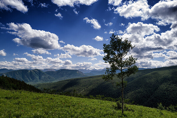 The Lone Tree